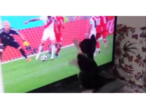 Fanatik Kedinin Dünya Kupası Heyecanı