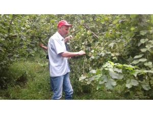 Fındıkta Rekolte Tespit Çalışmaları Tamamlandı