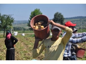 Patates Hasadı Yüzleri Güldürdü
