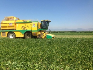 Yenişeir’de Fasulye Hasadı Başladı