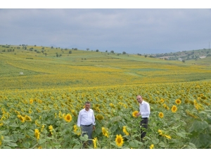 Vezirköprü’de Ayçiçeği Güzelliği
