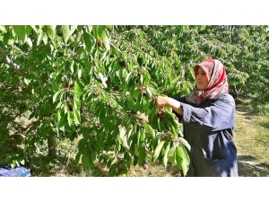 Kirazda Hasat Başladı Ancak Üretici Mutlu Değil