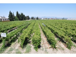 Manisa’da Üzüm Hasadı Başladı