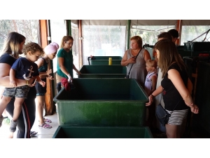 Yaralanan Deniz Kaplumbağası En Az 2 Yılda İyileşiyor