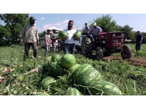 Tarladan Sofraya Atça Karpuzu