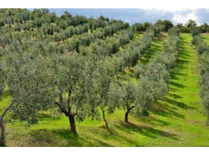 Karşıyaka’da Müteahhitlerden Daire Başına İki Zeytin Fidanı