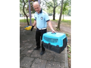 Büyükşehir Zabıtadan Yaralı Kediye Yardım Eli