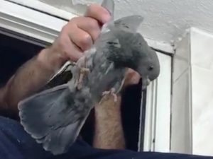 Havalandırma Boşluğunda Mahsur Kalan Güvercin Kurtarıldı