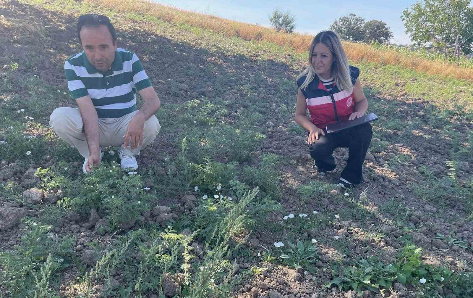 simav-da-take-projesi-kapsamindaki-nohut-uretimi-yerinde-incelendi