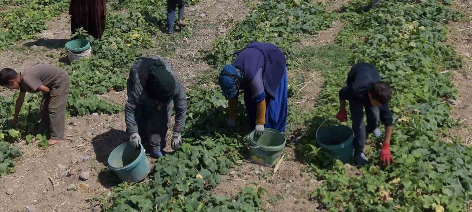 tursu-ustalarinin-son-hazirligi-cubuk-ta-festival-heyecani-basladi