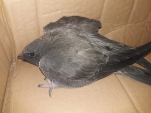 3 Yaşındaki Çocuğun Bulduğu Yaralı Kuş Tedaviye Alındı