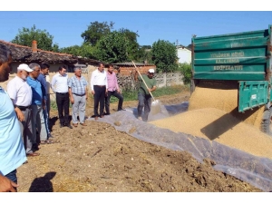 Tmo Buğday Alımına Başladı