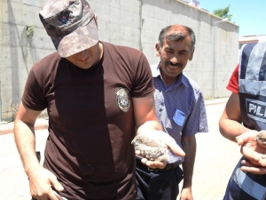 Yavru Kukumav Kuşlarına Özel Harekatçı Şefkati