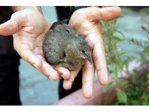 Yaralı Güvercine İlk Müdahale 112 Ekiplerinden