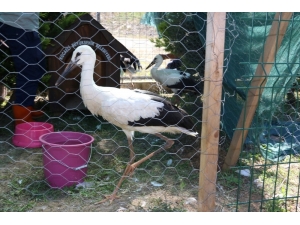 Yavru Leylekler Doğaya Salınacak