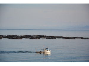 Ordu’da Kafeslerden Balık Fışkırdı
