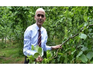 Giresun Ziraat Odası’ndan Üreticilere Rekolte Uyarısı