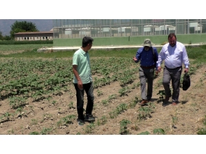 Dünya Pamuk Komitesi’nden Türk Pamuğuna Övgü