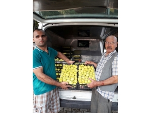 Ödemiş İnciri Bir Kaç Güne Tezgahlarda