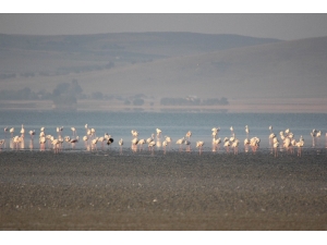 Seyfe Gölünde Flamingolar Arasındaki Turnalar Görenleri Şaşırttı