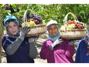 Üzümde İhracat Erken Başlıyor
