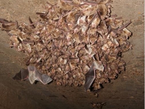 Öğünç: "Mağaralarda Yarasa Kozası Arayanlar Ekosisteme Zarar Veriyor"