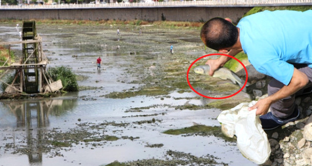 Yeşilırmak Kurudu, Vatandaşlar Üzüleceğine Balık Derdine Düştü