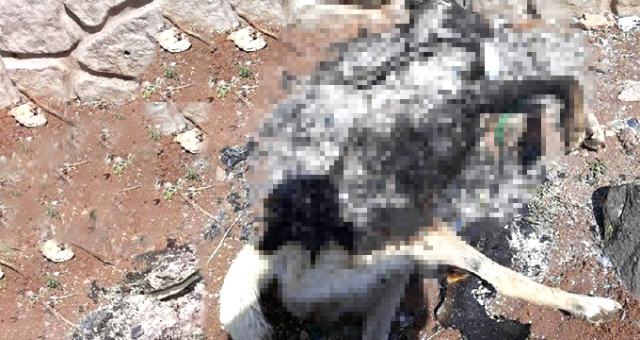Diyarbakır'da Köpeği Yakan Mezarlık Görevlisi: Amacım Çocukları Korumaktı