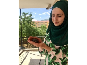 Yavru Ebabil Kuşlarına Anne Şefkati