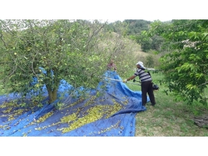 Vişnede Üretici Değil, İşçi Kazanıyor