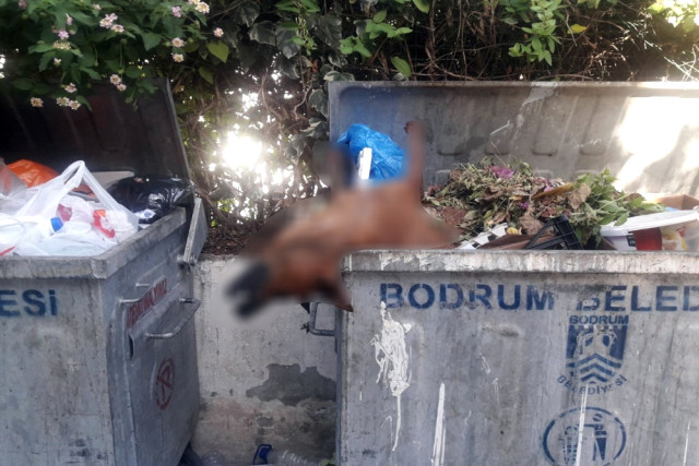 Vicdansızlar, Sokak Köpeklerini Zehirleyip Çöp Konteynerine Attı