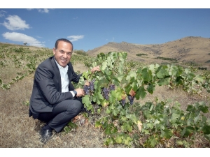 Saimbeyli Ve Pozantı Yeniden Üzüm Diyarı Oluyor