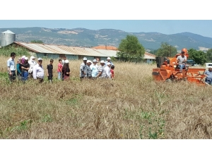 Gördes’de Yerel Buğday Projesi Kapsamında Hasat Yapıldı