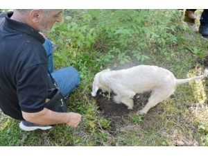 Bolu’da Trüf Avcılığı Ve Yetiştiriciliği Eğitimi Verildi