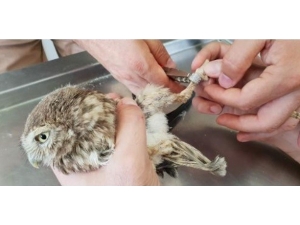 Aydın’da Halkalanan 9 Yaban Hayvanı Doğaya Salındı