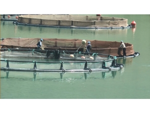 Giresun’da Baraj Göllerinde Balık Üretimi Yaygınlaşıyor