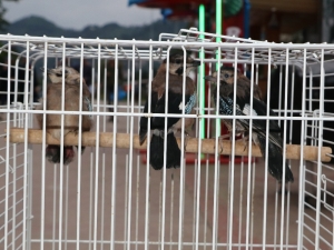 Sahiplendiği Kargalara Çocuğu Gibi Bakıyor