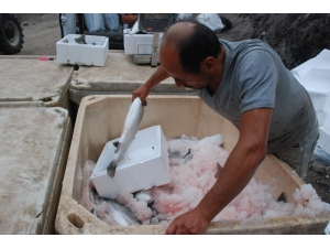 Tokat’tan Japonya’ya Somon İhracatı