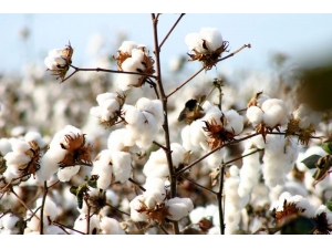 Pamuğun Kaderi Çiziliyor