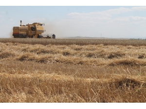 Hububat Hasadında Servet Kayb