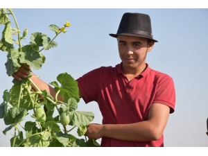 Şanlıurfa’da Şelengo Hasadı Başladı