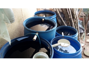 Sivrisineklerin Ürediği Su Dolu Bidonlar Boşaltılıyor