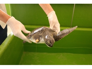 Hatay Mkü Veterinerlik Fakültesi Deniz Kaplumbağalarına Şifa Dağıtıyor