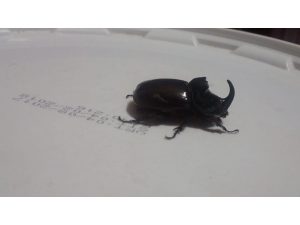 Ağrı’da Gergedan Böceği Bulundu