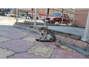 Otomobilin Çarptığı Yavru Kedinin Başından Biran Olsun Ayrılmadı