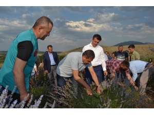 Türkiye’nin En Büyük Lavanta Bahçesinde Hasat Zamanı