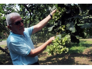 Giresun Keşap Fındık Üreticileri Birliği Başkanı Şahin: "Serbest Piyasada Fındık Fiyatlarının 10 İla 12 Tl Arasında Olacağını Düşünüyoruz"