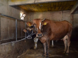 Trabzon’da Bu Yıl 222 Çiftçiye 6 Milyon 660 Bin Tl’lik Hibe Desteği