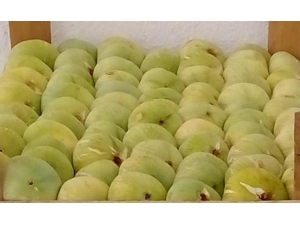 İncirde 5 Bin Ton Rekolte Bekleniyor