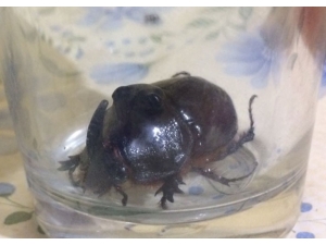 Bahçesinde Dünyanın En Nadir Böceğini Buldu